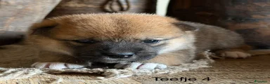 Shiba Puppy 4