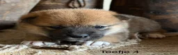 Shiba honden te koop: Bijzondere Shiba inu puppies - Advertentie 13