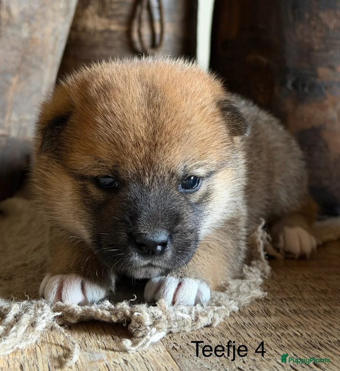 Shiba honden te koop: Bijzondere Shiba inu puppies - Advertentie 13