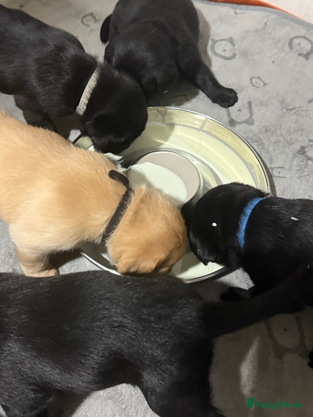 Labrador Retriever honden te koop: Labrador Retriever Pups - Advertentie 4