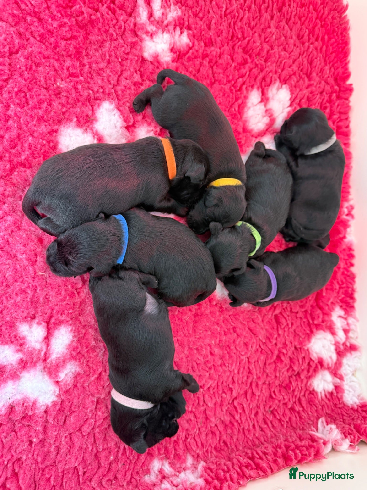 Dwergschnauzer honden Dwergschnauzer zwart  - Advertentie 1
