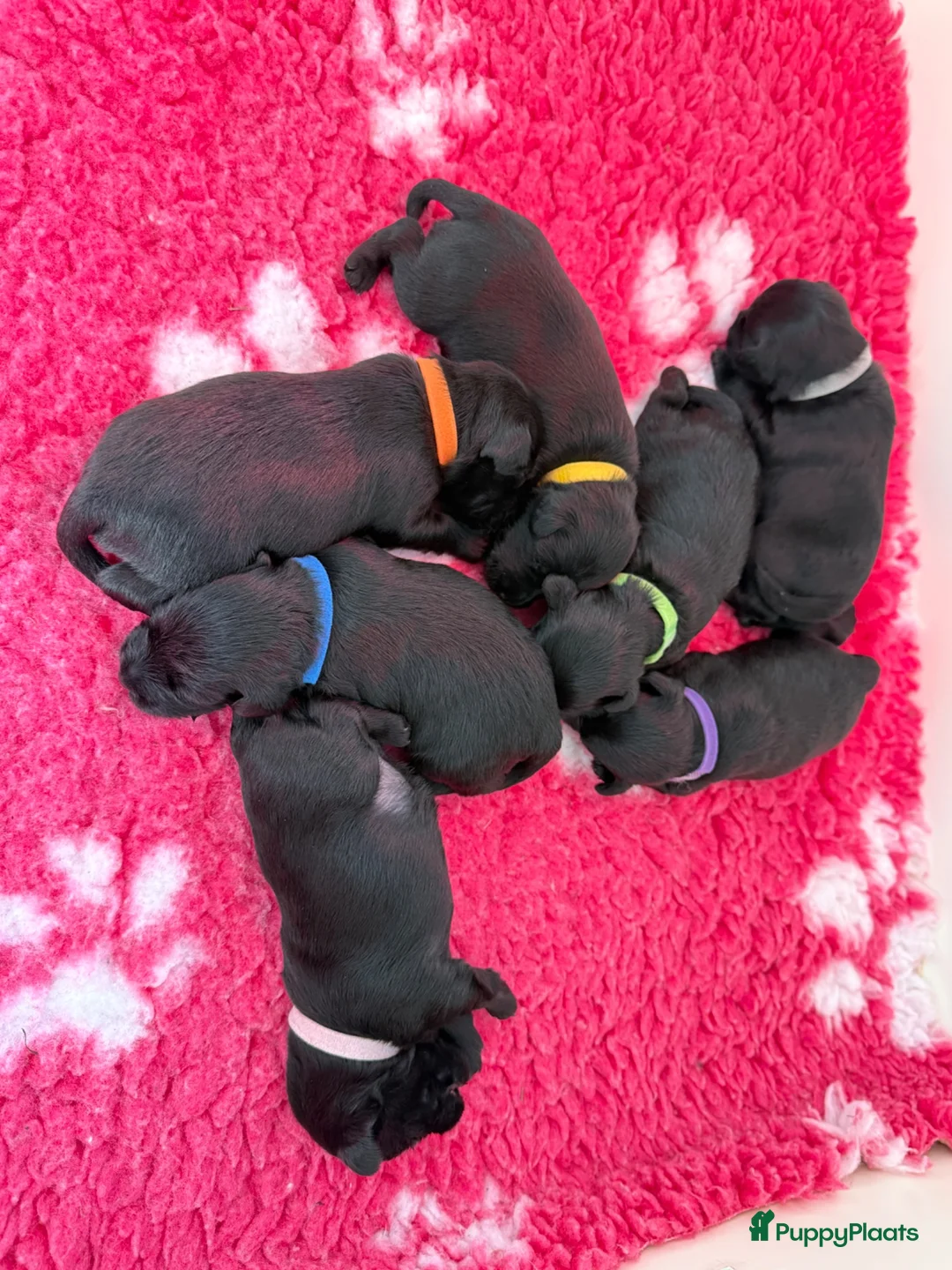 Dwergschnauzer honden te koop: Dwergschnauzer zwart  - Advertentie 1