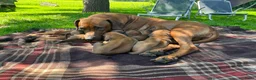 Rhodesian Ridgeback honden te koop: Rhodesian Ridgeback pups  in Abcoude - Advertentie 5