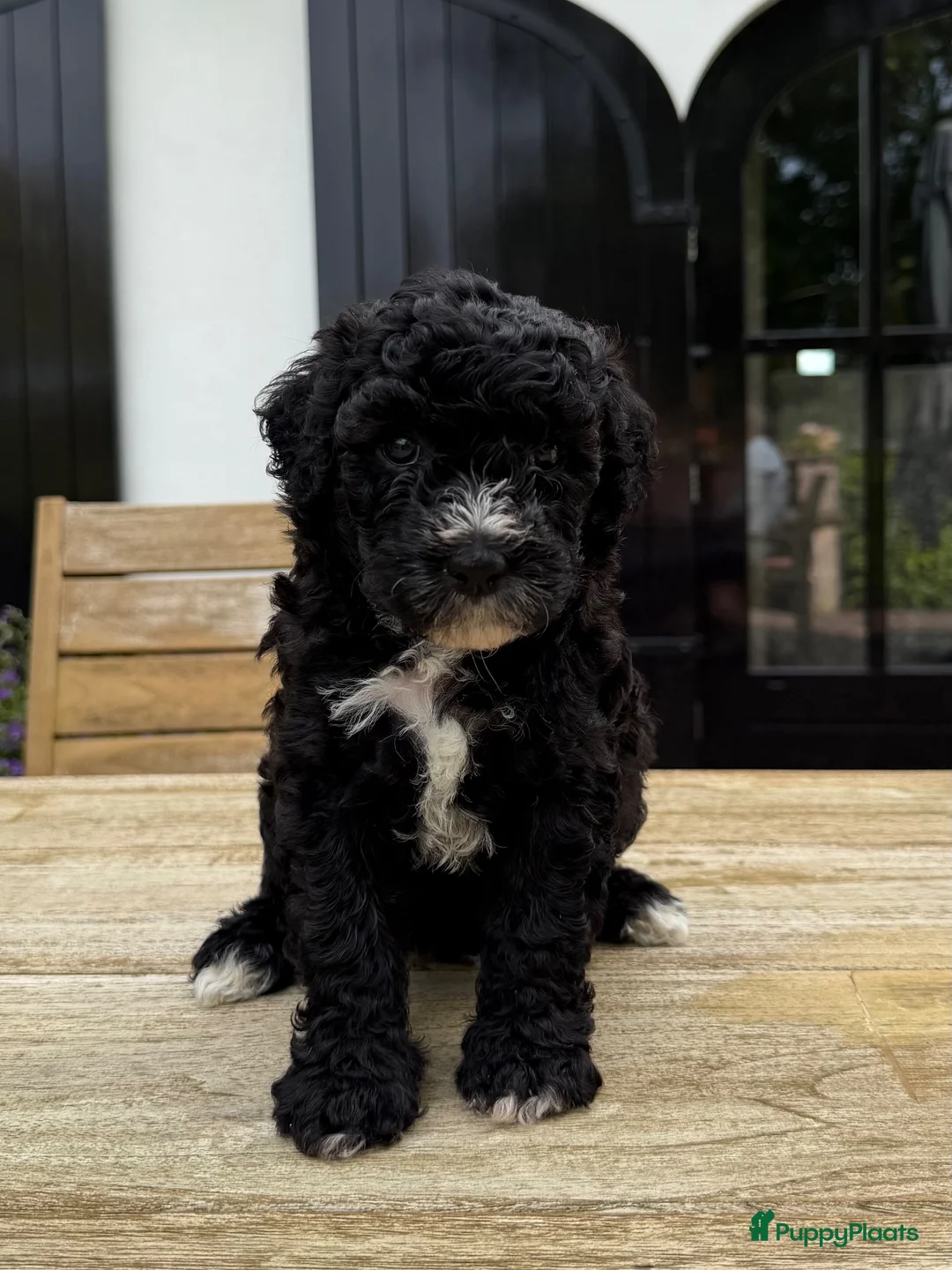 Labradoodle honden te koop: Medium Labradoodle puppy's - Advertentie 2