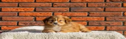 Kruising honden te koop: Super gesocialiseerde Toller x Austrlian shepherd  - Advertentie 6