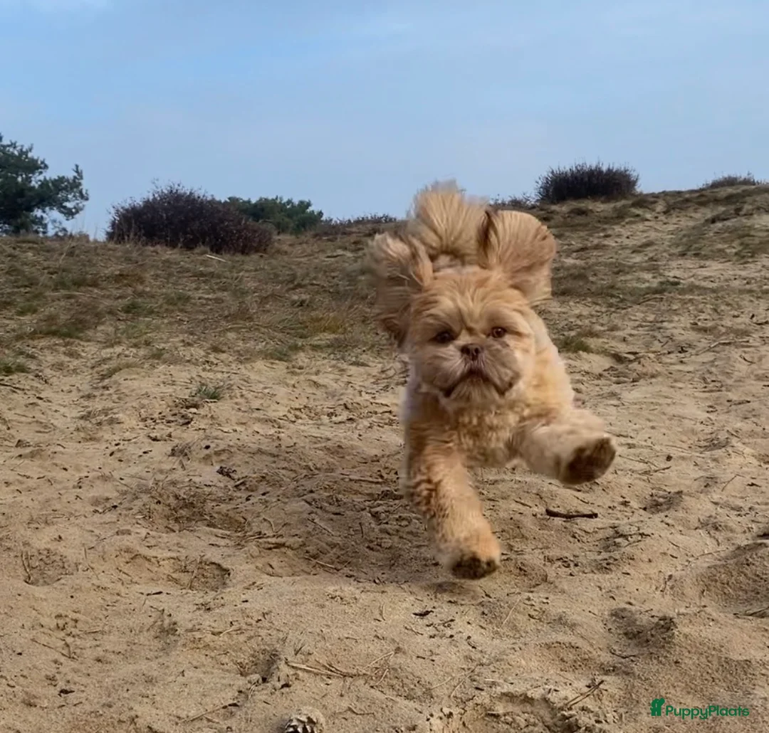 Shih Tzu honden te koop: Shih tzu 23 weken oud in Hoogeveen - Advertentie 1