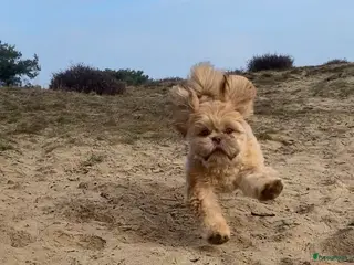 Shih Tzu honden Shih tzu 23 weken oud - Advertentie 1