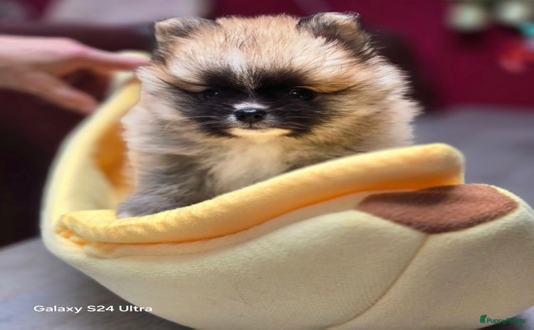 Pomeriaan honden - Advertentie 6