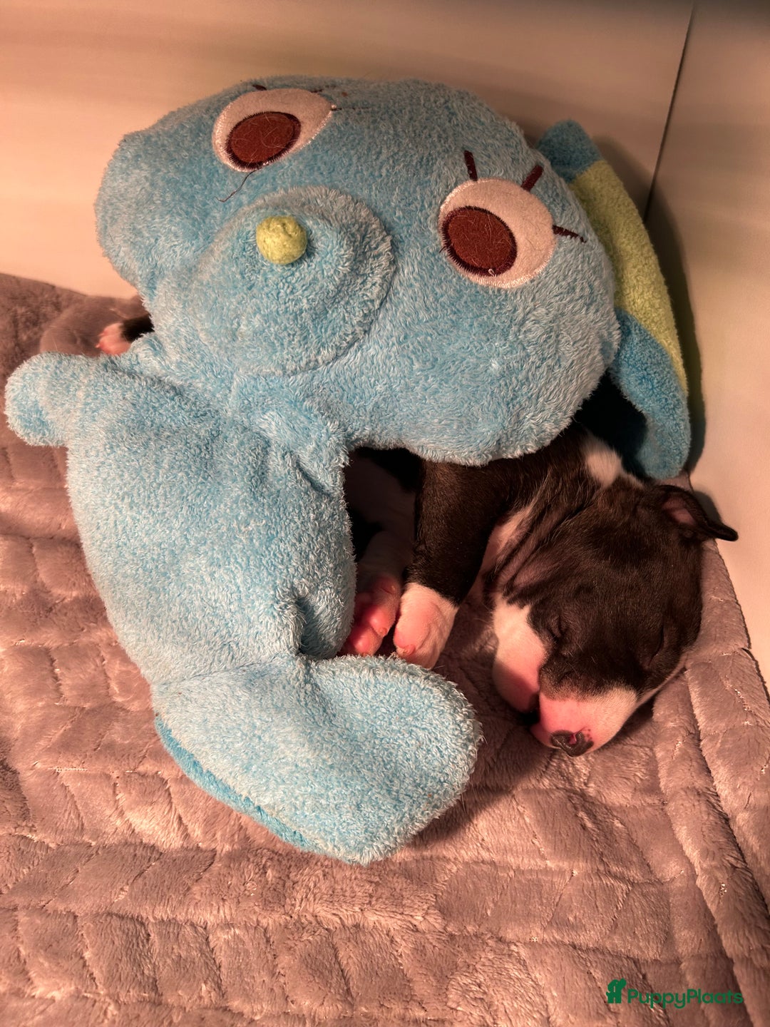 Bull Terriër honden te koop: Mini bull terriër met stamboom raad van beheer  - Advertentie 5