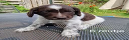 Friese Stabij honden te koop: Sasha en haar puppy's - Advertentie 5