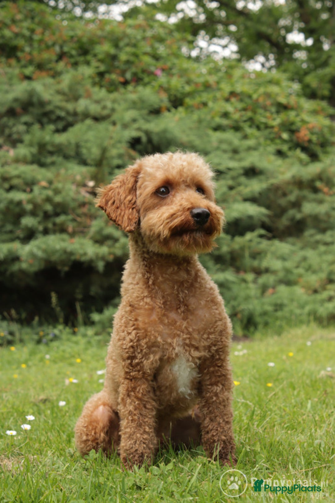 Poedel honden ter dekking: toy / dwergpoedel DEKreu abricot/rood in Budel - Advertentie 5