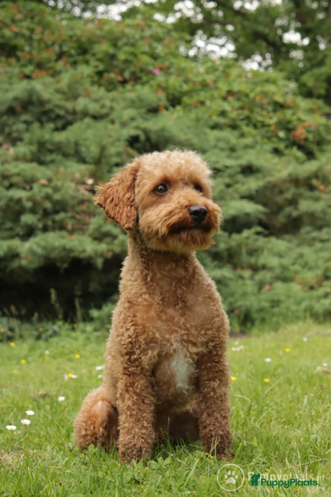 Poedel honden ter dekking: toy / dwergpoedel DEKreu abricot/rood in Budel - Advertentie 5