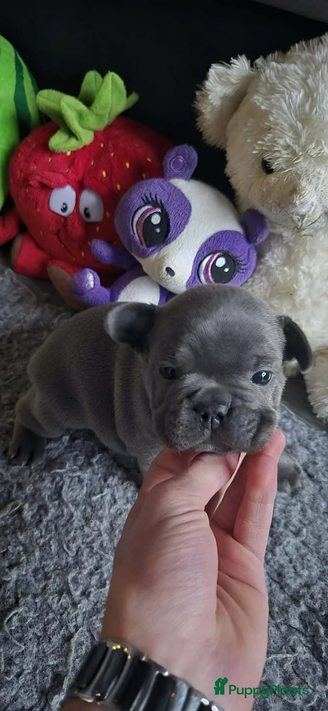 Franse Bulldog honden te koop:  Prachtige Blauwe Bulldog puppy’s thuisnestje - Advertentie 16