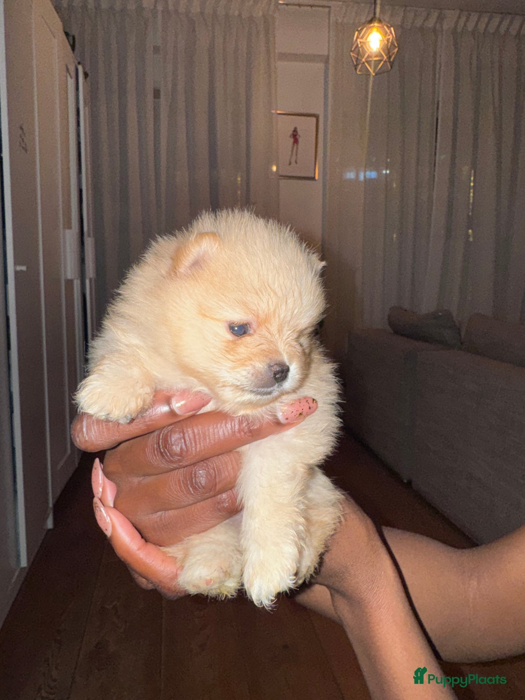 Pomeriaan honden te koop: Cute Pomeriaan Pups – Klaar voor Kerst! - Advertentie 3