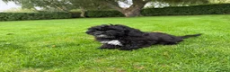 Kruising honden te koop: Boomer x Poedel (Boompoo) pups - Advertentie 10