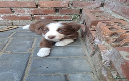 Border Collie honden te koop: Gereserveerd  - Afbeelding 2