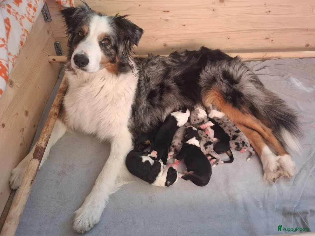 Australian Shepherd honden te koop: Stamboom pups geboren!  - Advertentie 1