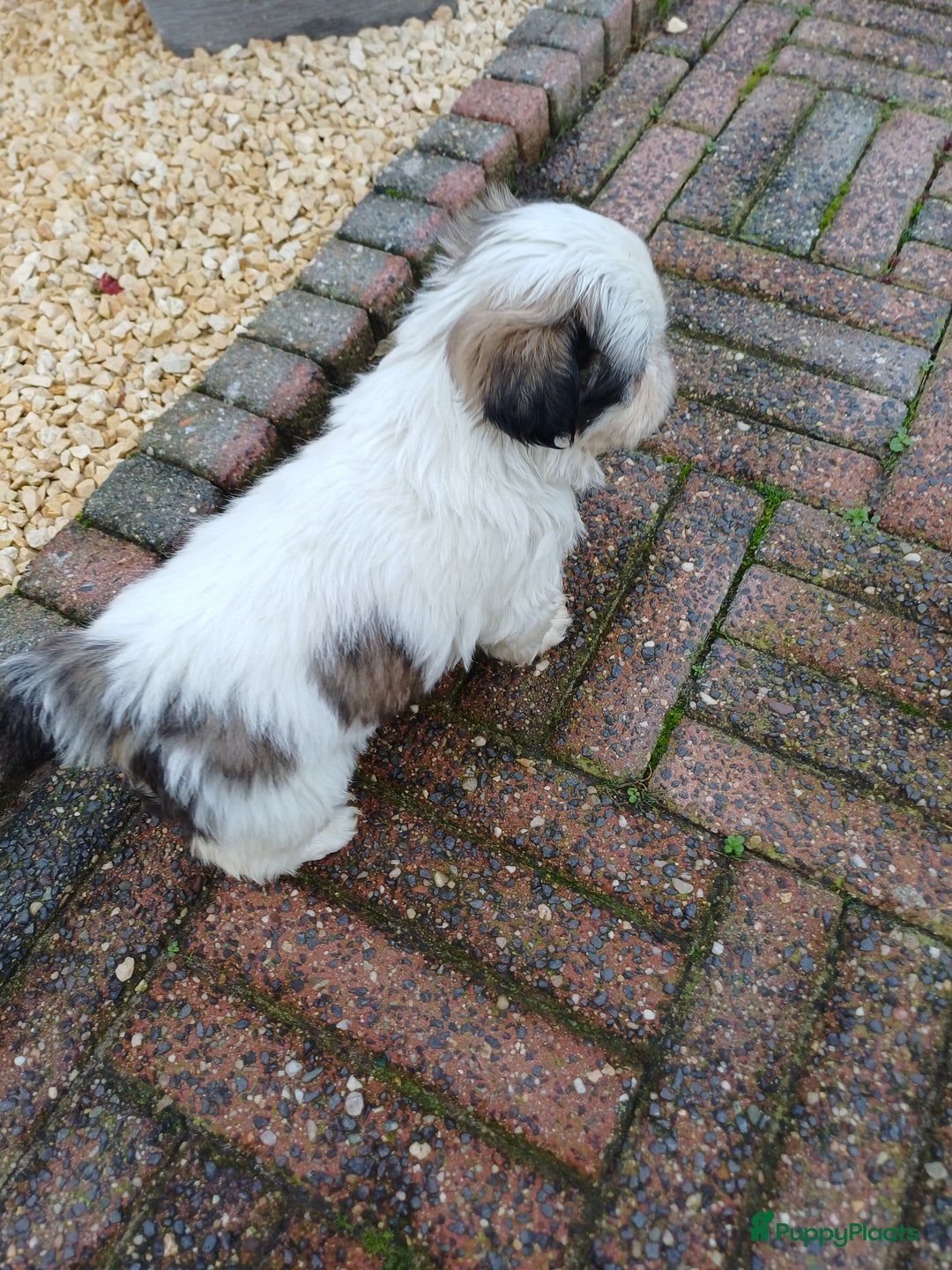 Shih Tzu honden te koop: leuke lieve ras zuiver shih tzu pups - Advertentie 18
