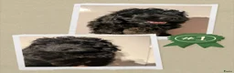 Labradoodle honden te koop: Toy Poedel 🐕 Doodle Mini 🐕 OudersGetest ! - Advertentie 20