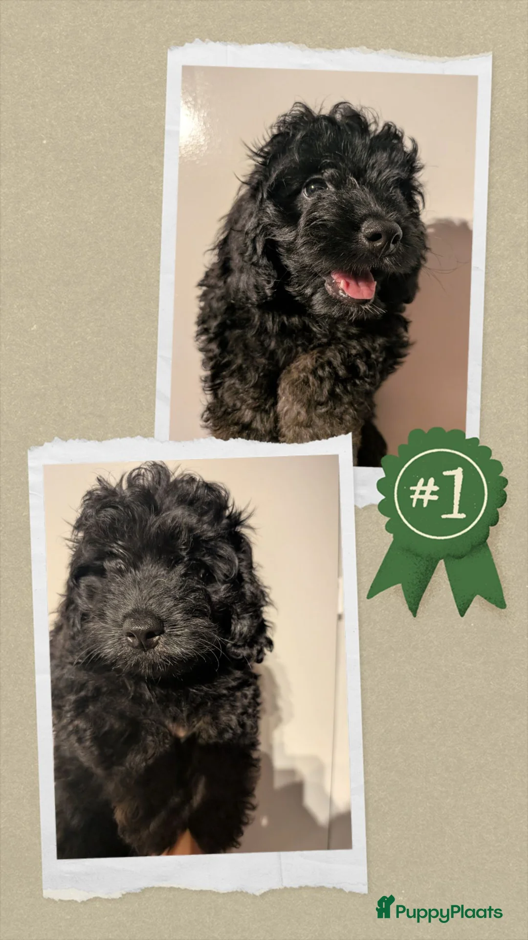 Labradoodle honden te koop: Toy Poedel 🐕 Doodle Mini 🐕 OudersGetest ! - Advertentie 19