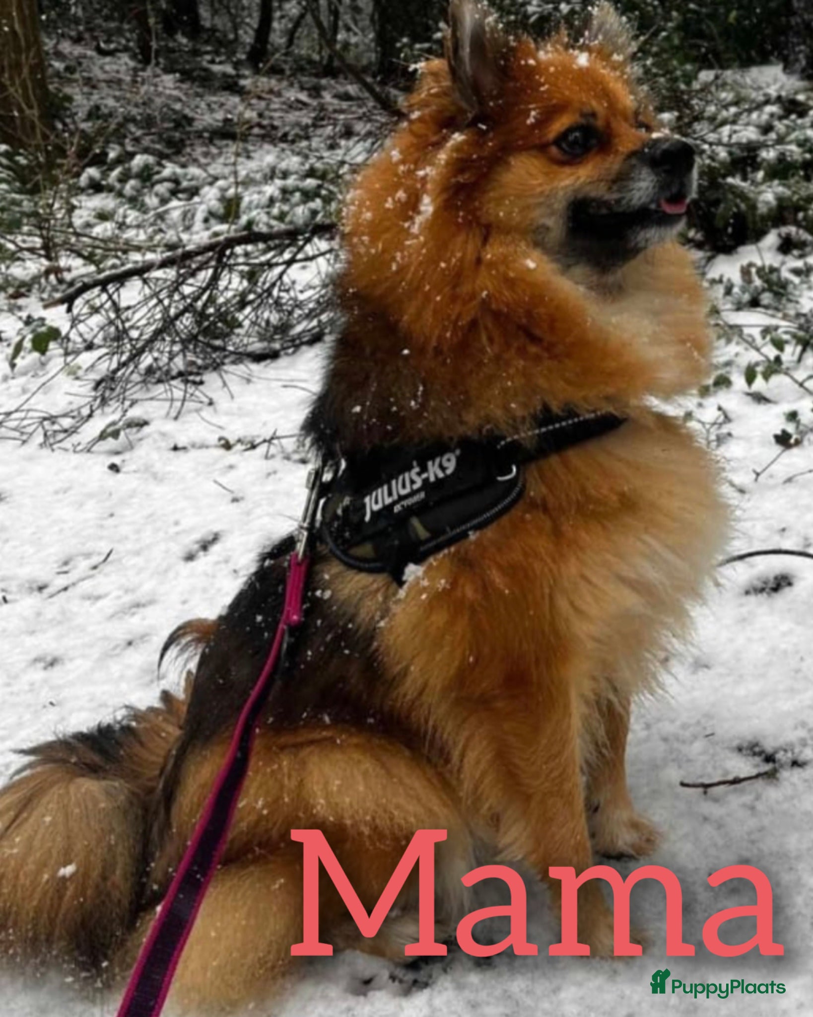 Pomeriaan honden te koop: Buddy in Leeuwarden - Advertentie 4