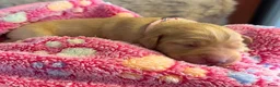 Labradoodle honden te koop: Laatste labradoodle teefje  - Advertentie 17
