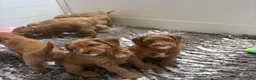 Australian Labradoodle honden te koop: Multigen Australian Labradoodle pups - Advertentie 10