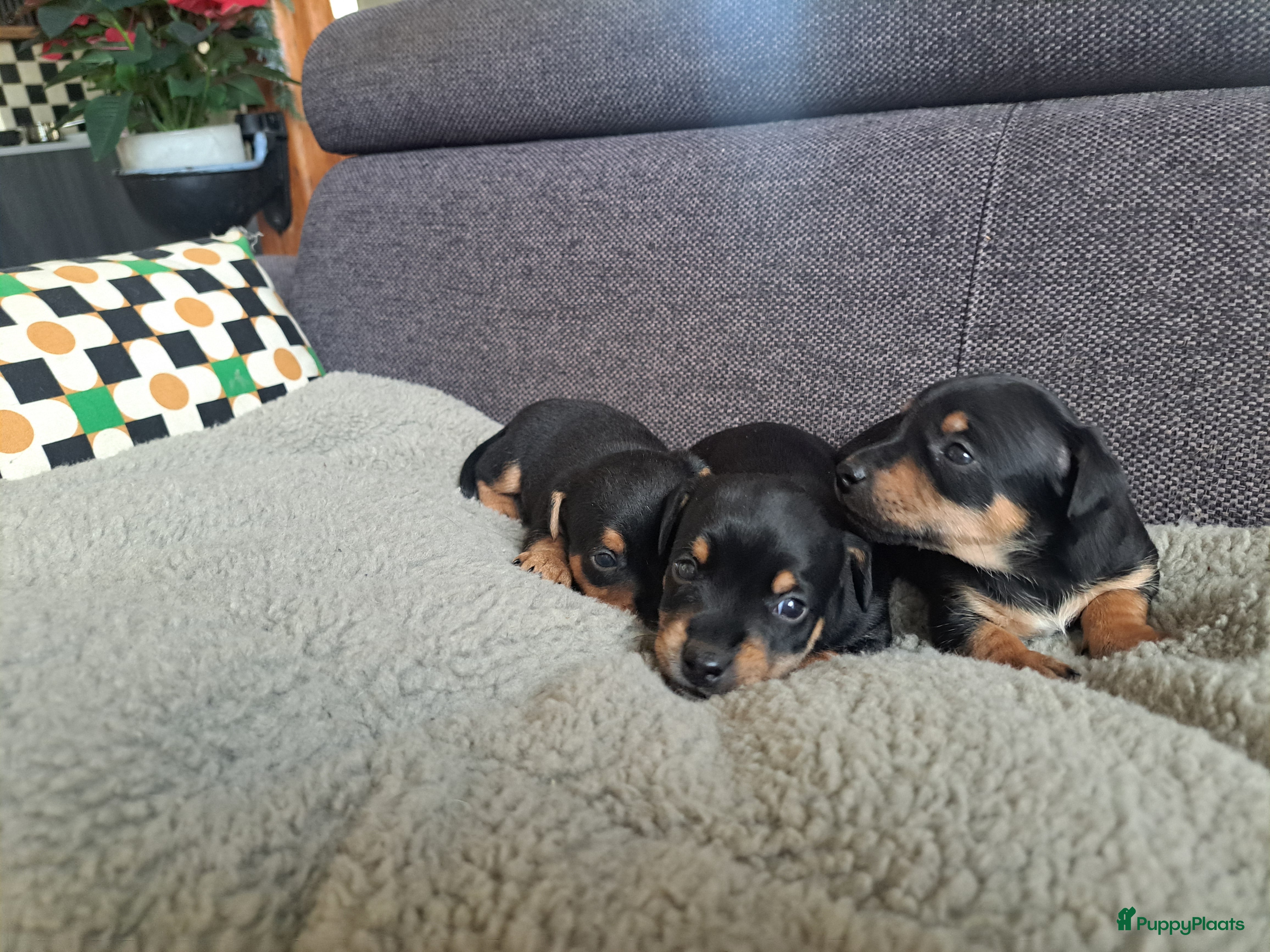 Jack Russel Terriër honden Mooi nest jack russel pups....nog 3 reutjes  - Advertentie 3