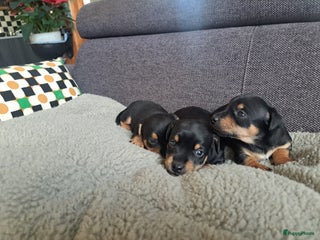 Jack Russel Terriër honden Mooi nest jack russel pups....nog 3 reutjes - Advertentie 2