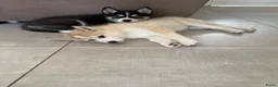 Pomsky honden te koop: Lieve Pomsky pups MOGEN VERHUIZEN  - Advertentie 2