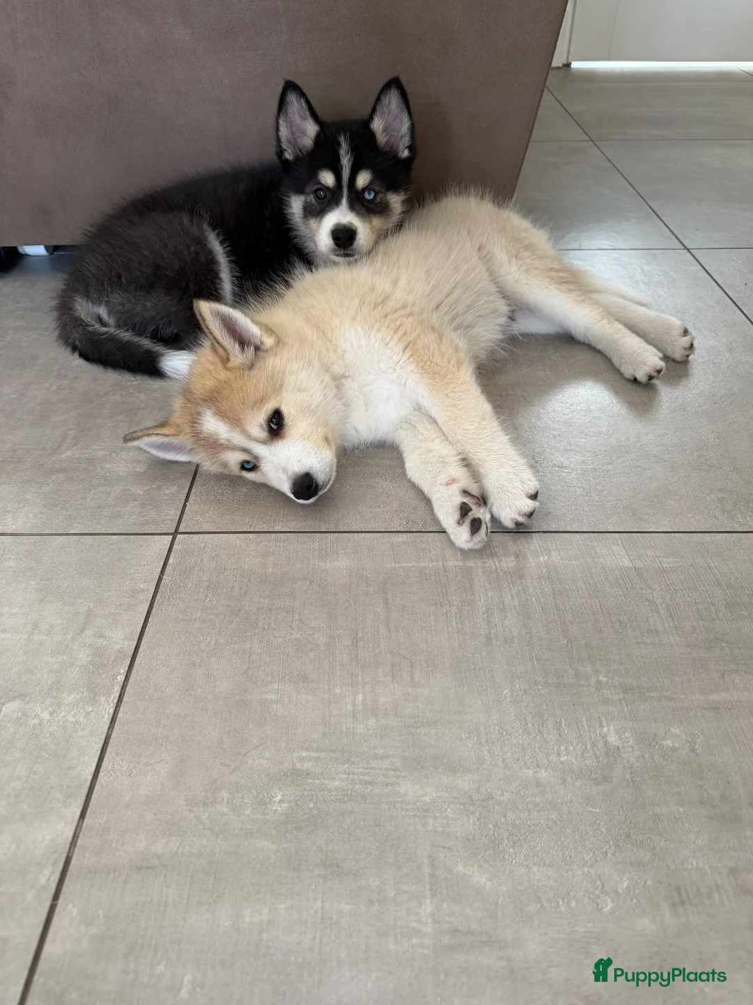 Pomsky honden te koop: Lieve Pomsky pups MOGEN VERHUIZEN  - Advertentie 2