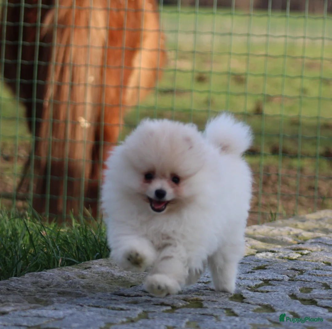 Pomeriaan honden te koop: Pomeriaan pup - Advertentie 5