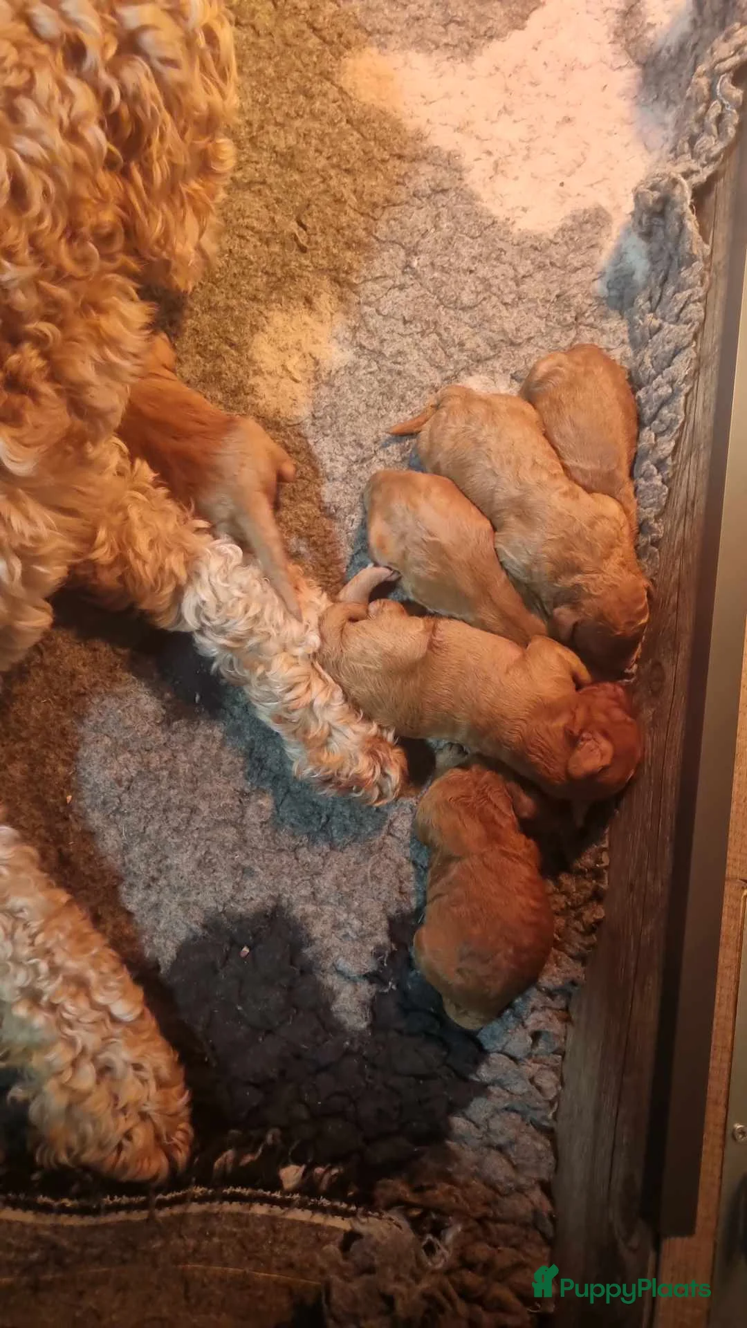 Labradoodle honden te koop: Mini labradoodle pupjes nog 5 moeder met stamboom - Advertentie 2