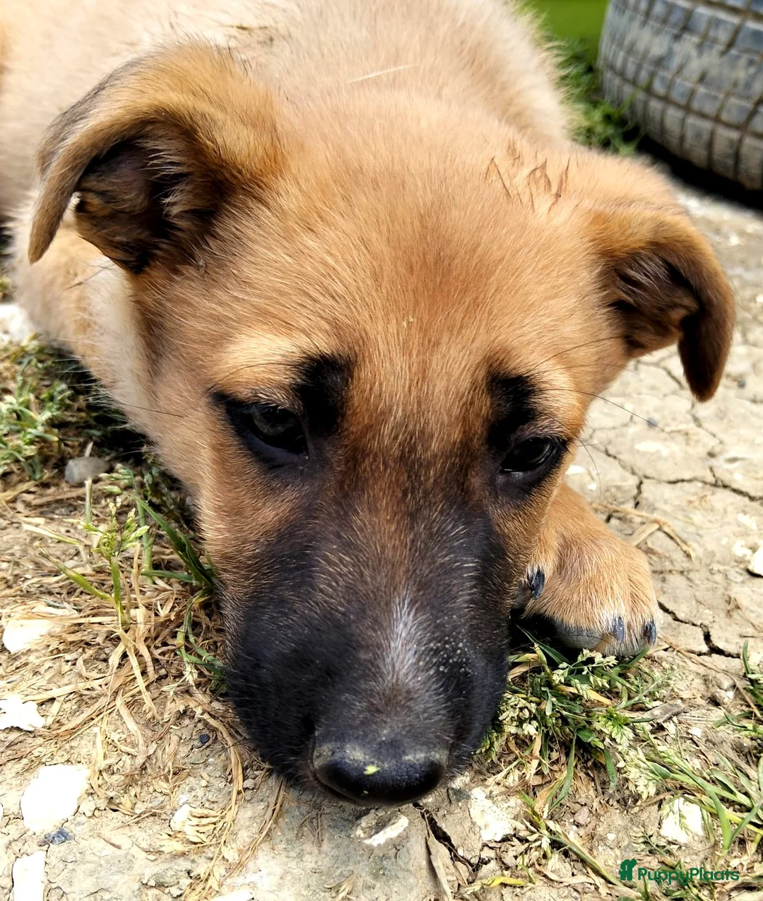 Kruising honden ter adoptie: Rebel een schat van een hondje zoekt een baasje  - Advertentie 11