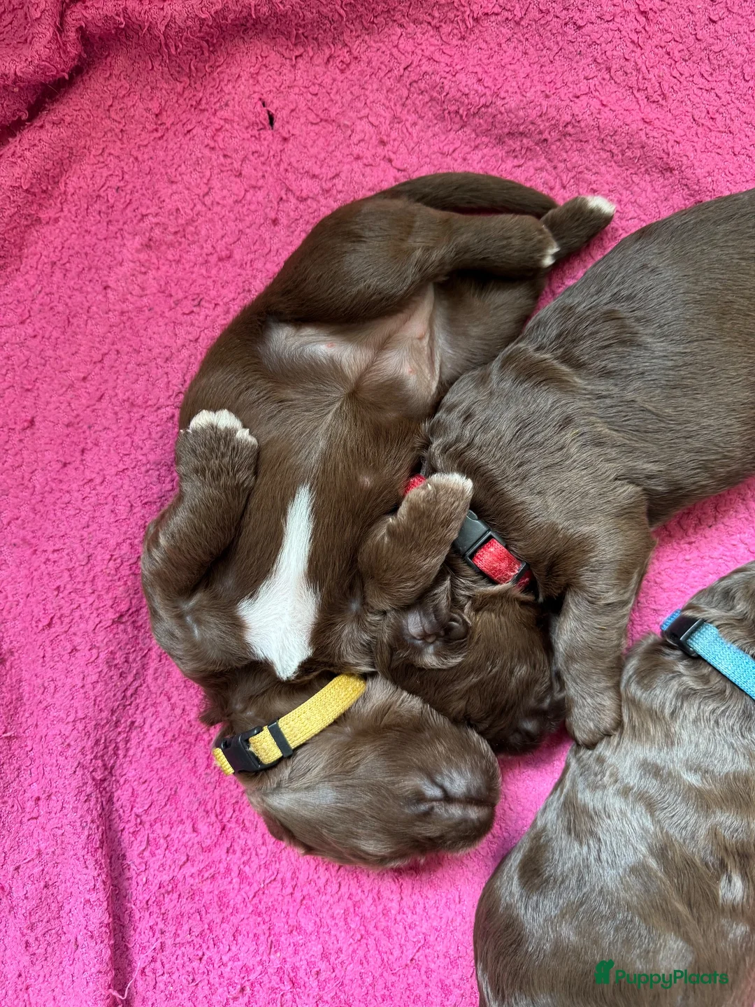 Labradoodle honden te koop: Multigen medium chocolade labradoodle pups - Advertentie 2