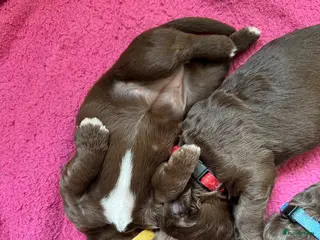 Labradoodle honden Multigen medium chocolade labradoodle pups - Advertentie 2