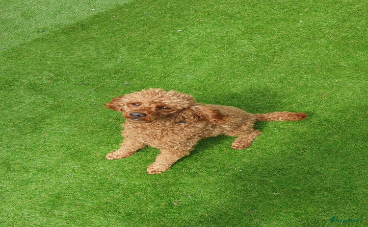 Dwergpoedel honden - Advertentie 2