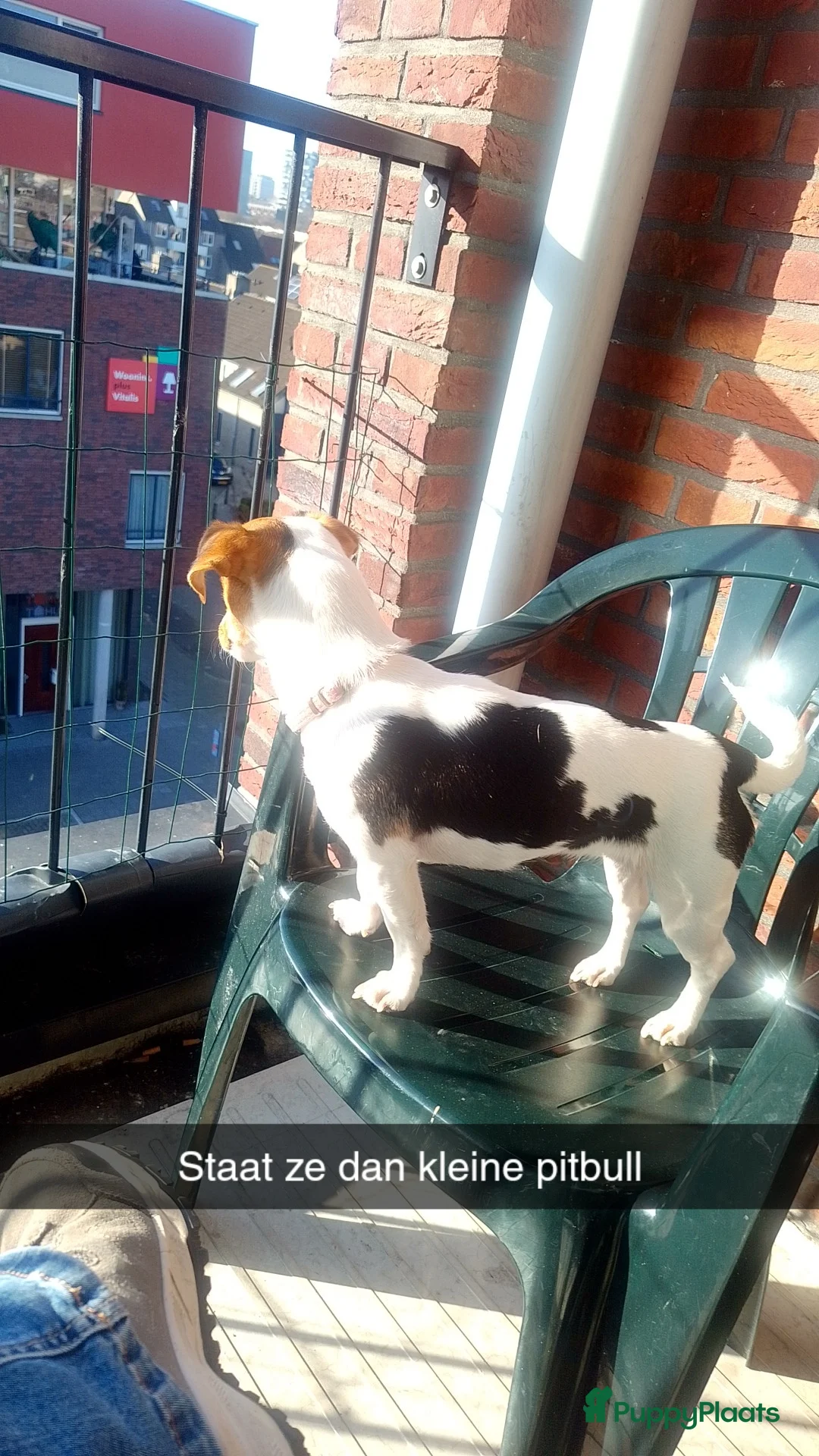 Jack Russel Terriër honden te koop: Lieve mini jackrussel - Advertentie 6
