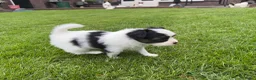 Vlinderhondje honden te koop: Zeer mooie vlinder reutjes beschikbaar - Advertentie 6