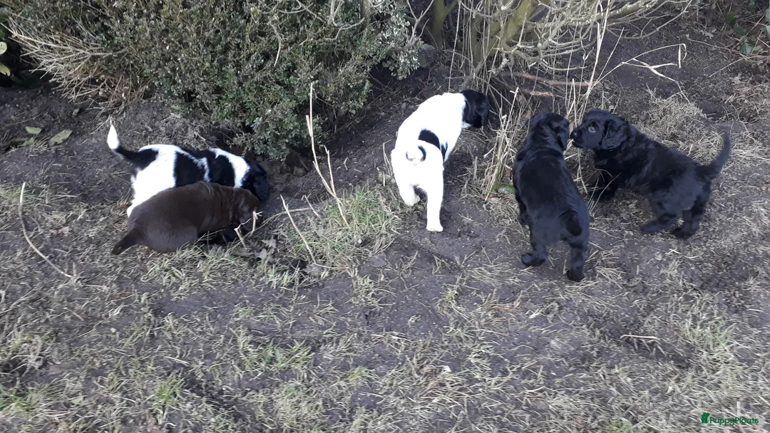 Kruising honden te koop: Enthousiaste Labrador X Friese Stabij pups - Advertentie 6