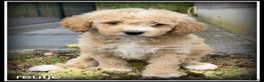 Labradoodle 5
