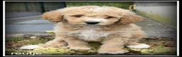 Labradoodle honden te koop: Labradoodle pups +/- 45 cm - Advertentie 8