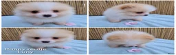 Pomeriaan honden te koop: Schattige Pommeriaan Puppy's  - Advertentie 16