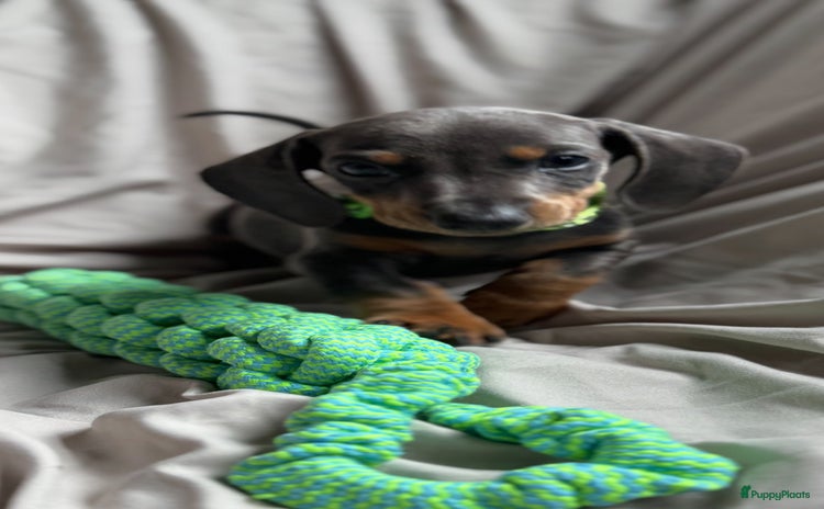 Teckel (korthaar)  honden - Advertentie 1