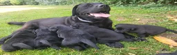 Labrador Retriever honden te koop: Prachtig nest zwarte Labrador pups - Advertentie 7