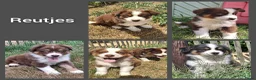 Australian Shepherd honden te koop: Raszuivere Australian Shepherd pups, getest ouders - Advertentie 2