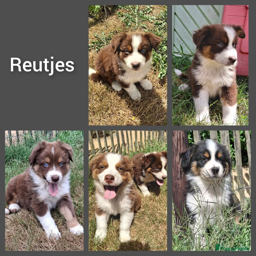 Australian Shepherd honden te koop: Raszuivere Australian Shepherd pups, getest ouders - Advertentie 2