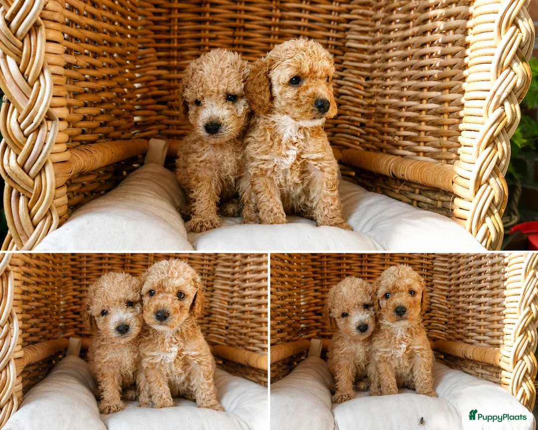 Labradoodle honden te koop: Mini doodle puppys - Advertentie 5
