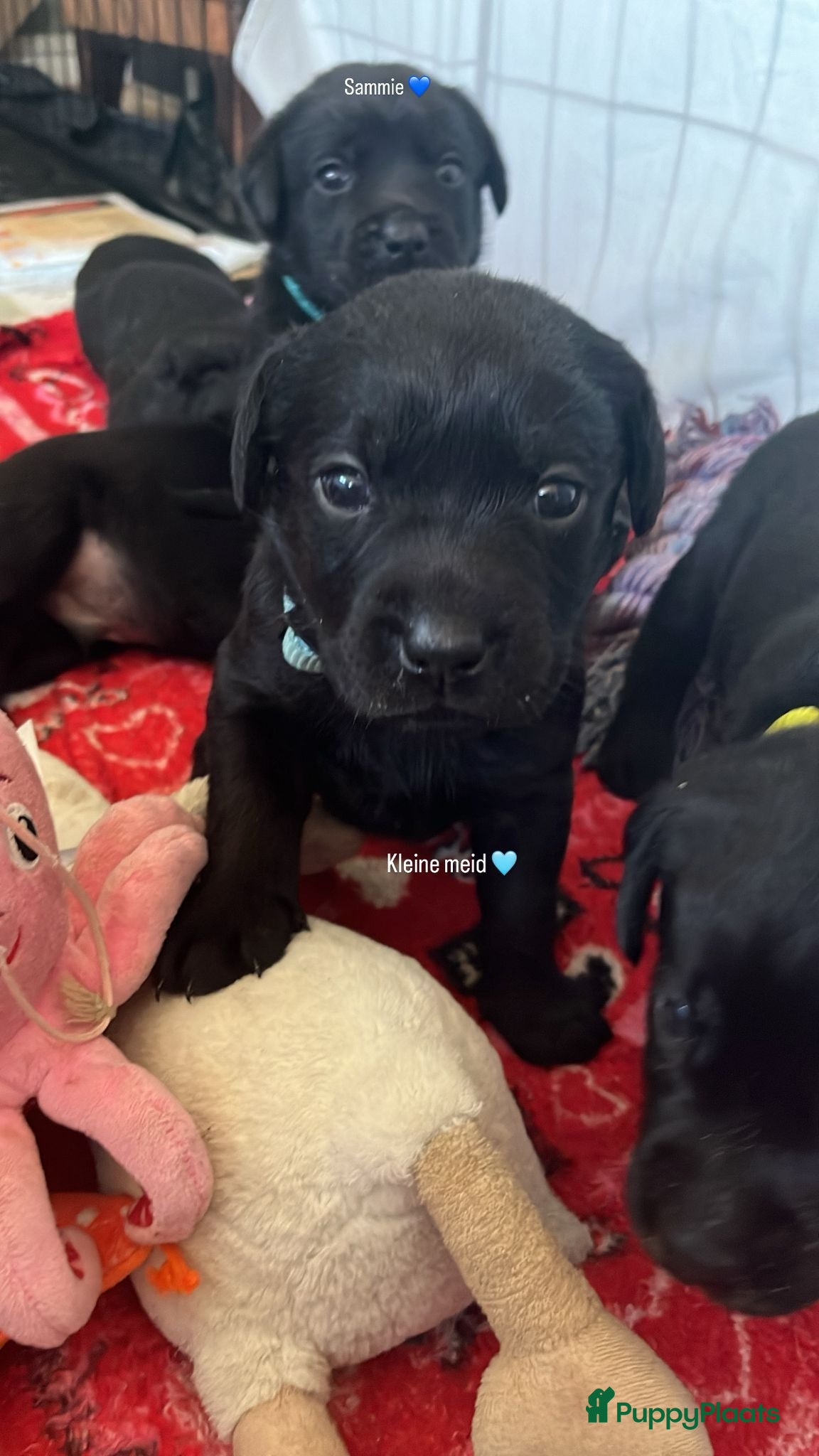 Labrador Retriever honden te koop: lieve labrador puppies te koop - Advertentie 3
