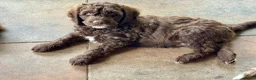 Kruising honden te koop: Aussiedoodles uit geteste ouders  in Lelystad - Advertentie 1